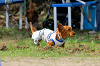picnic_land_A-0012_thumb.png