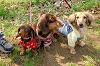 picnic_land_A-0042_thumb.png
