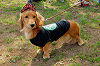 picnic_land_A-0047_thumb.png