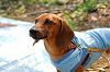 picnic_land_A-0056_thumb.png