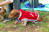 picnic_land_A-0065_thumb.png