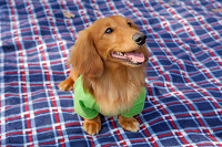 picnic_land_A-0067.jpg