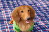 picnic_land_A-0068_thumb.png