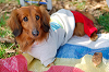 picnic_land_A-0069_thumb.png