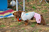 picnic_land_A-0071_thumb.png