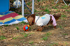 picnic_land_A-0072_thumb.png