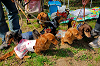 picnic_land_A-0075_thumb.png