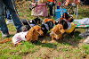 picnic_land_A-0076_thumb.png