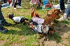 picnic_land_A-0078_thumb.png