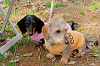 picnic_land_A-0079_thumb.png
