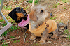 picnic_land_A-0080_thumb.png