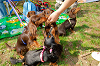 picnic_land_A-0087_thumb.png