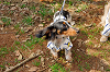 picnic_land_A-0091_thumb.png