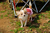 picnic_land_A-0095_thumb.png