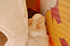 picnic_land_A-0097_thumb.png