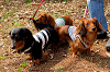 picnic_land_A-0099_thumb.png
