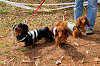 picnic_land_A-0101_thumb.png