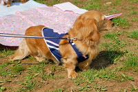 picnic_land_A-0107.jpg