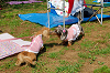 picnic_land_A-0108_thumb.png