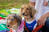 picnic_land_A-0111_thumb.png