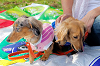 picnic_land_A-0112_thumb.png