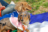 picnic_land_A-0114_thumb.png