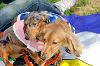 picnic_land_A-0115_thumb.png