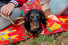 picnic_land_A-0118_thumb.png