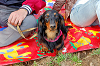 picnic_land_A-0119_thumb.png