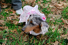 picnic_land_A-0120_thumb.png