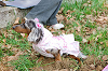 picnic_land_A-0121_thumb.png
