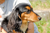 picnic_land_A-0127_thumb.png