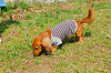 picnic_land_A-0133_thumb.png
