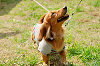 picnic_land_A-0135_thumb.png