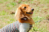 picnic_land_A-0138_thumb.png