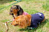picnic_land_A-0145_thumb.png