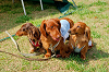picnic_land_A-0150_thumb.png