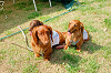 picnic_land_A-0152_thumb.png