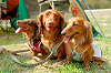 picnic_land_A-0154_thumb.png