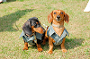 picnic_land_A-0155_thumb.png