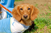 picnic_land_A-0158_thumb.png