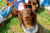 picnic_land_A-0161_thumb.png