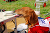 picnic_land_A-0168_thumb.png