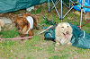 picnic_land_A-0169_thumb.png