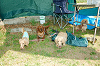 picnic_land_A-0170_thumb.png