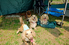 picnic_land_A-0171_thumb.png
