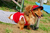 picnic_land_A-0178_thumb.png