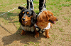 picnic_land_A-0190_thumb.png