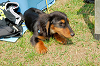 picnic_land_A-0193_thumb.png