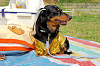 picnic_land_A-0196_thumb.png